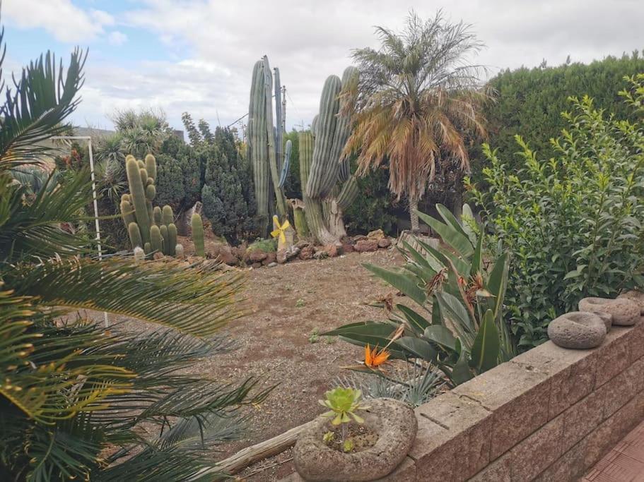 Los Cactus Санта-Крус-де-Тенерифе Экстерьер фото